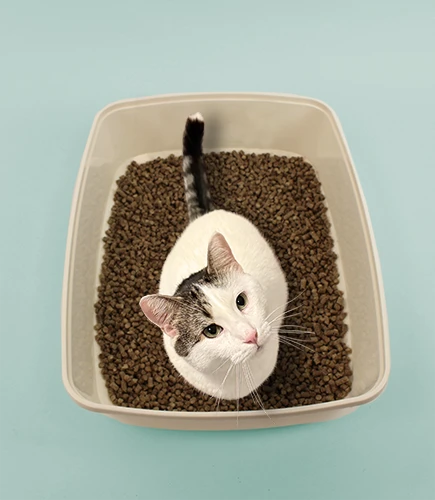 Cat using a litter box filled with Catkins aspen pellet litter